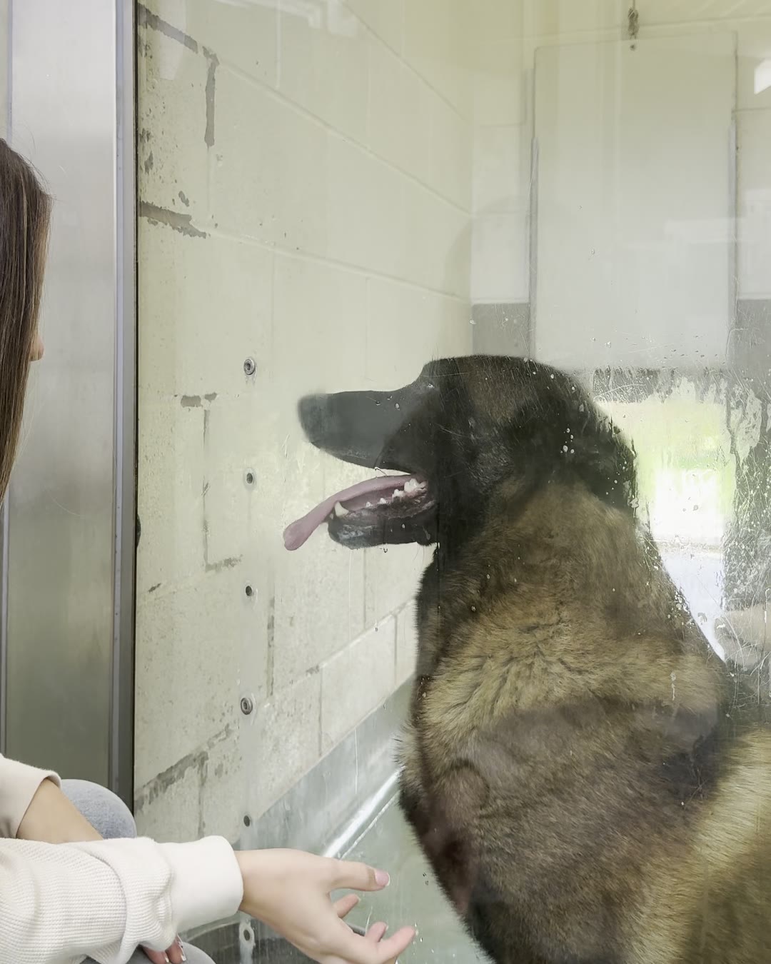 A rescue dog at Birmingham Dogs Home, Siamais's charity partner for 2026/2027
